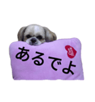 pretty dog Shih Tzu（個別スタンプ：12）