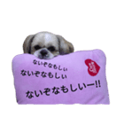 pretty dog Shih Tzu（個別スタンプ：13）