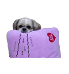 pretty dog Shih Tzu（個別スタンプ：14）