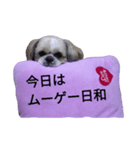 pretty dog Shih Tzu（個別スタンプ：16）