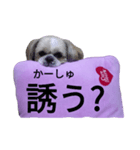 pretty dog Shih Tzu（個別スタンプ：17）