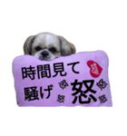 pretty dog Shih Tzu（個別スタンプ：18）