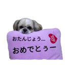 pretty dog Shih Tzu（個別スタンプ：20）