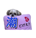 pretty dog Shih Tzu（個別スタンプ：22）