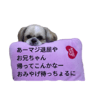 pretty dog Shih Tzu（個別スタンプ：23）