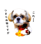 pretty dog Shih Tzu（個別スタンプ：29）