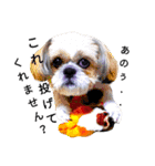 pretty dog Shih Tzu（個別スタンプ：30）