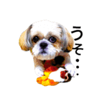 pretty dog Shih Tzu（個別スタンプ：31）