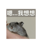 hamster littleQ（個別スタンプ：3）