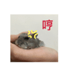 hamster littleQ（個別スタンプ：16）