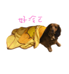 Dachshund sister（個別スタンプ：1）