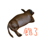 Dachshund sister（個別スタンプ：6）