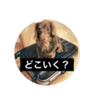 Pretty dog Beads（個別スタンプ：2）