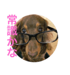 Pretty dog Beads（個別スタンプ：7）