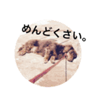 Pretty dog Beads（個別スタンプ：10）