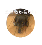 Pretty dog Beads（個別スタンプ：15）