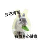 Bunny love lunch routine expression（個別スタンプ：4）