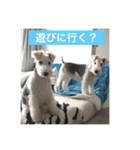 ワイヤーフォックステリア1（個別スタンプ：3）