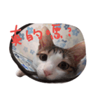 Clophia's Cat（個別スタンプ：25）