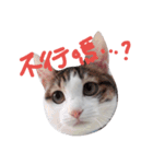 Clophia's Cat（個別スタンプ：29）