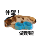 Tonic＆Ginny（個別スタンプ：2）