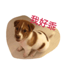 Tonic＆Ginny（個別スタンプ：4）