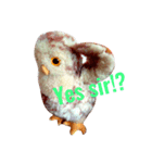 Experience the lazy little owly way（個別スタンプ：3）