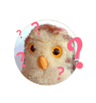 Experience the lazy little owly way（個別スタンプ：5）