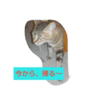 FDcat（個別スタンプ：4）