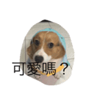 puppy tells（個別スタンプ：3）