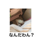 ティノだわん！！（個別スタンプ：8）