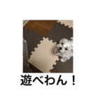 ティノだわん！！（個別スタンプ：19）