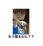 ティノだわん！！（個別スタンプ：21）