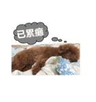 My ROCK Poodle（個別スタンプ：3）