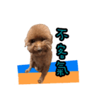 My ROCK Poodle（個別スタンプ：4）