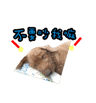 My ROCK Poodle（個別スタンプ：5）