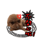 My ROCK Poodle（個別スタンプ：8）