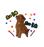 My ROCK Poodle（個別スタンプ：13）