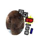 My ROCK Poodle（個別スタンプ：14）