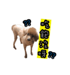 My ROCK Poodle（個別スタンプ：17）