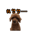 My ROCK Poodle（個別スタンプ：24）