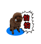 My ROCK Poodle（個別スタンプ：27）