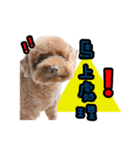 My ROCK Poodle（個別スタンプ：34）