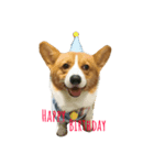 Corgi.Bao（個別スタンプ：3）