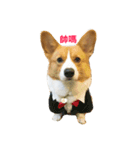 Corgi.Bao（個別スタンプ：4）