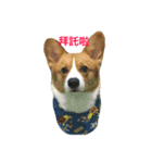 Corgi.Bao（個別スタンプ：6）