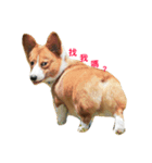 Corgi.Bao（個別スタンプ：8）