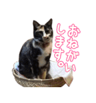 ねこのおはぎ（個別スタンプ：29）