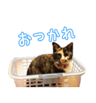 ねこのおはぎ（個別スタンプ：30）