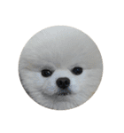 Mydoge（個別スタンプ：13）